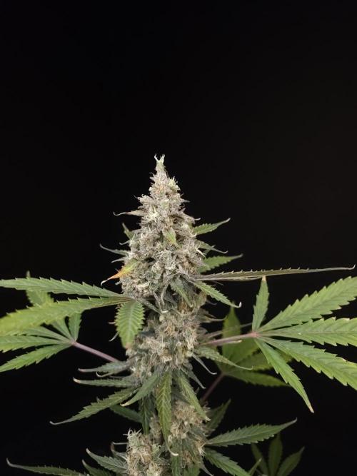 G.s.c 2. Week 6