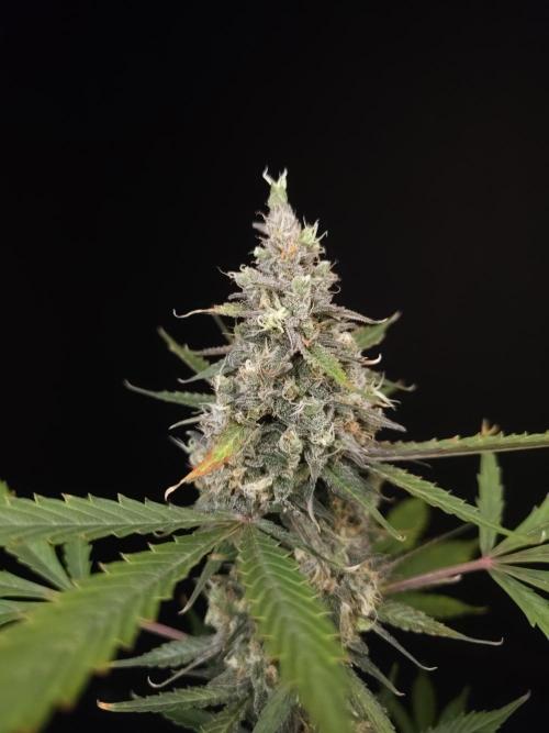 G.s.c 2. Week 6