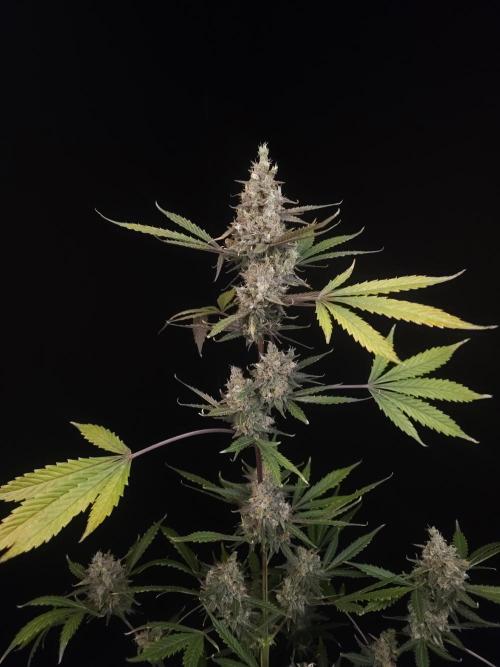 G.s.c 2. Week 7