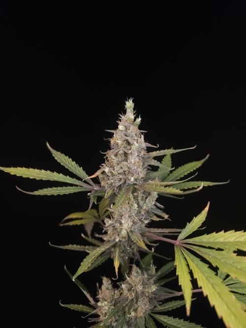 G.s.c 2. Week 7
