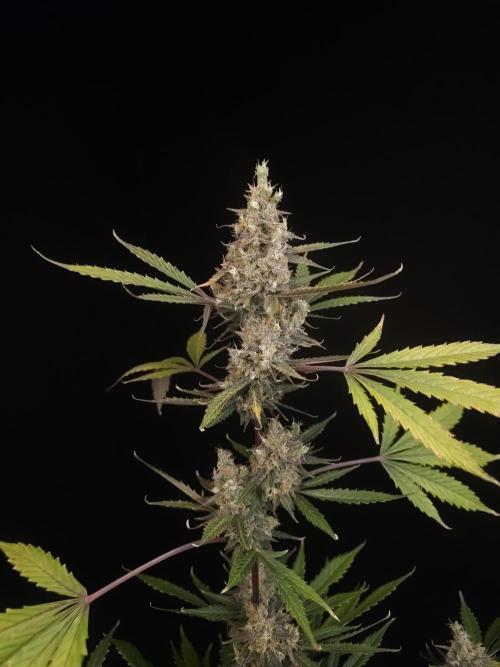 G.s.c 2. Week 7