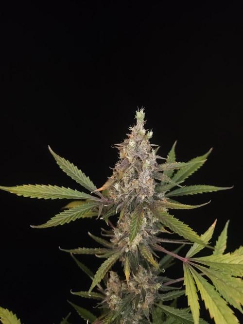 G.s.c 2. Week 7