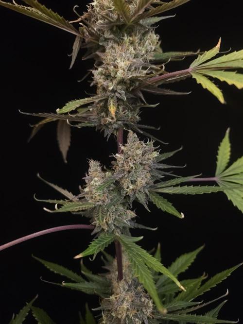 G.s.c 2. Week 7