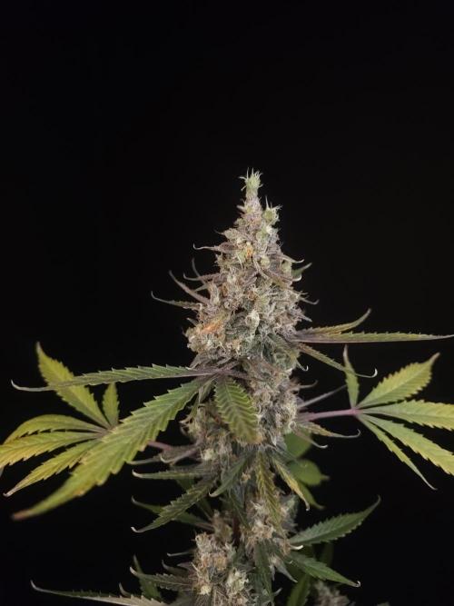 G.s.c 2. Week 7
