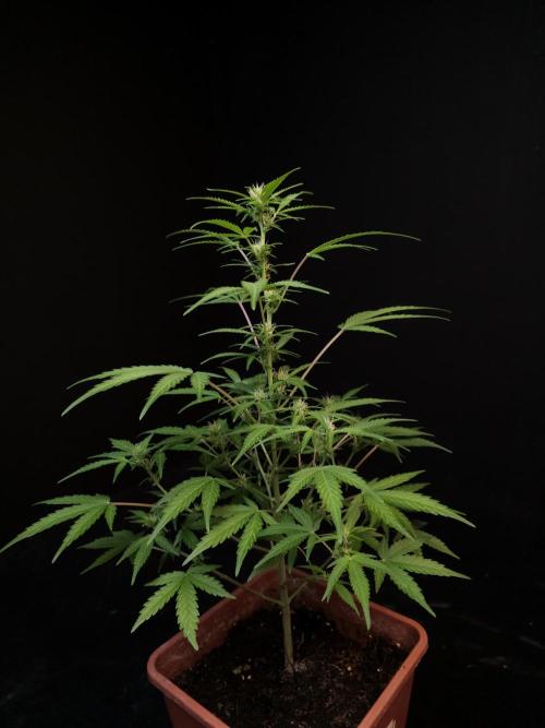 White Widow 2. Week 1