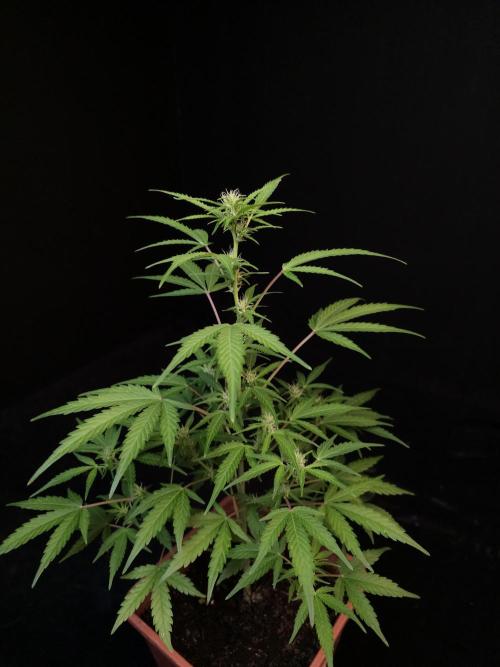 White Widow 2. Week 1