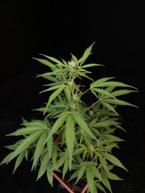 White Widow 2. Week 1