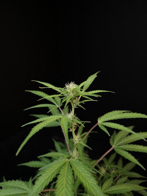 White Widow 2. Week 1