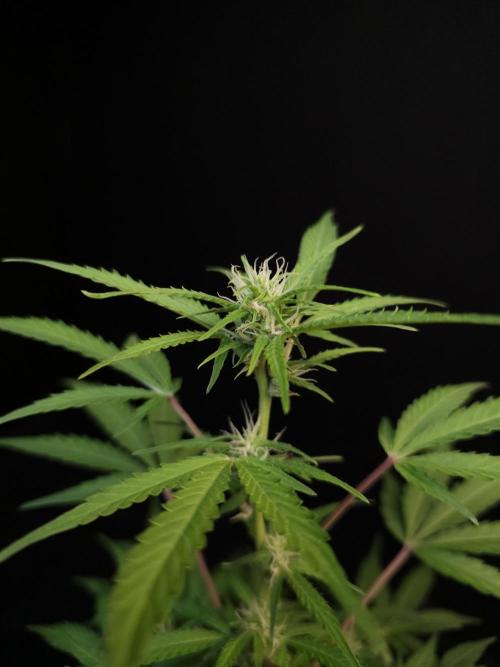 White Widow 2. Week 1