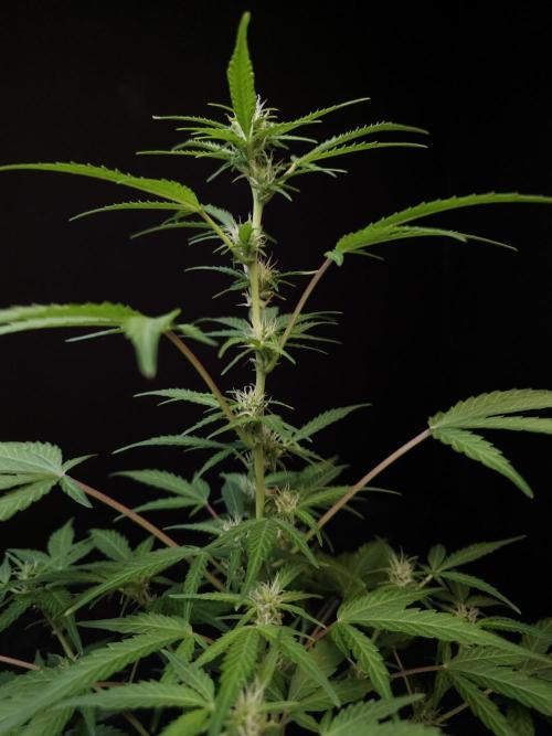 White Widow 2. Week 1