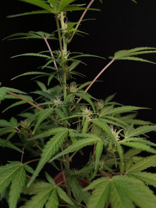 White Widow 2. Week 1