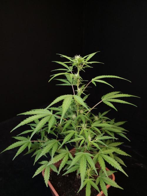 White Widow 2. Week 1