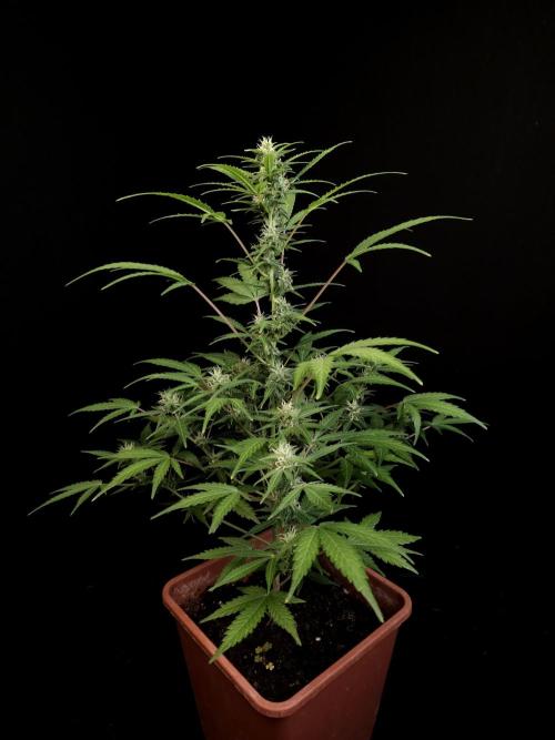 White Widow 2. Week 2