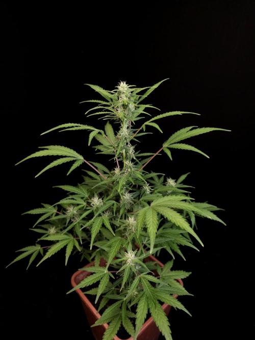 White Widow 2. Week 2