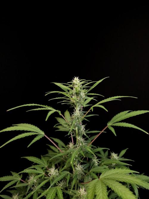 White Widow 2. Week 2