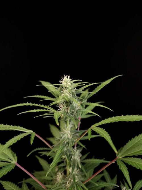 White Widow 2. Week 2