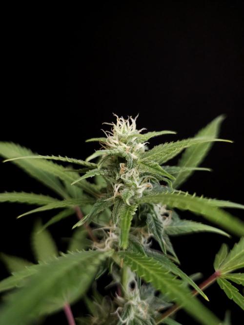 White Widow 2. Week 2