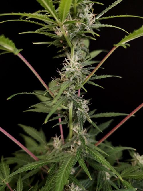 White Widow 2. Week 2