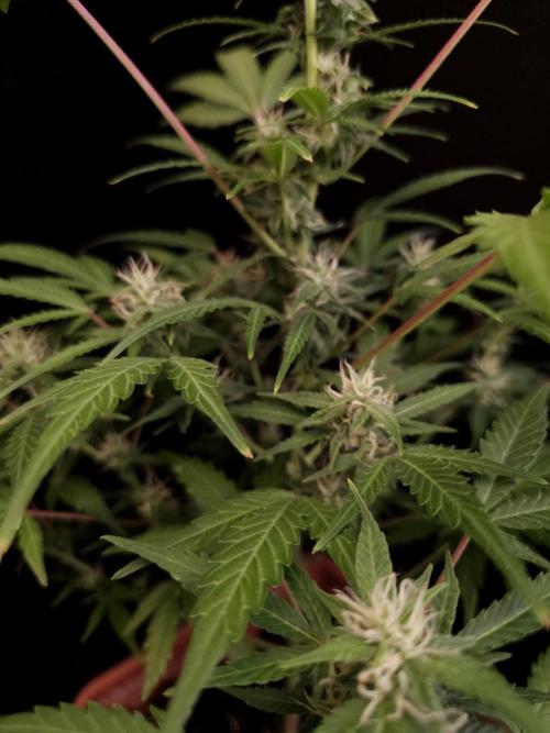 White Widow 2. Week 2