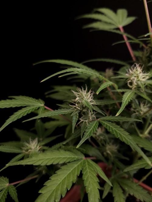 White Widow 2. Week 2
