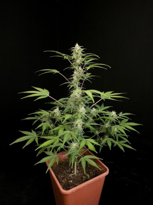 White Widow 2. Week 3