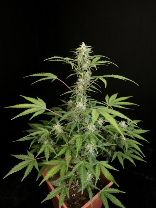 White Widow 2. Week 3