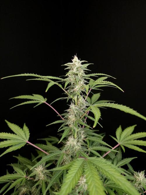 White Widow 2. Week 3