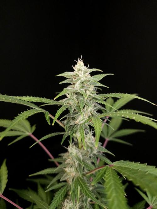 White Widow 2. Week 3