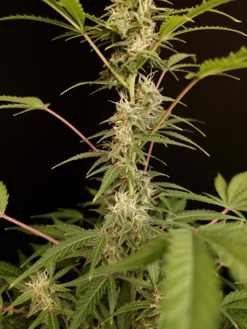 White Widow 2. Week 3