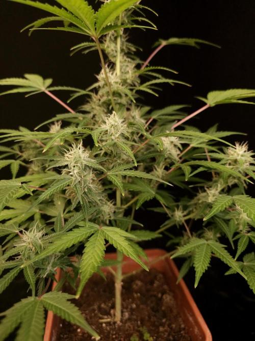 White Widow 2. Week 3