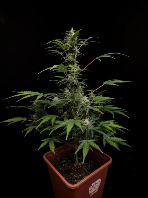 White Widow 2. Week 4