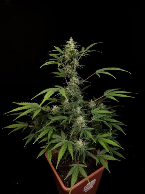 White Widow 2. Week 4