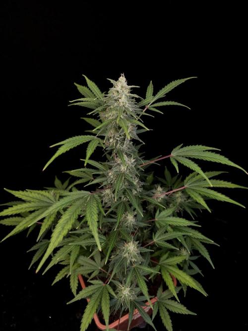 White Widow 2. Week 4