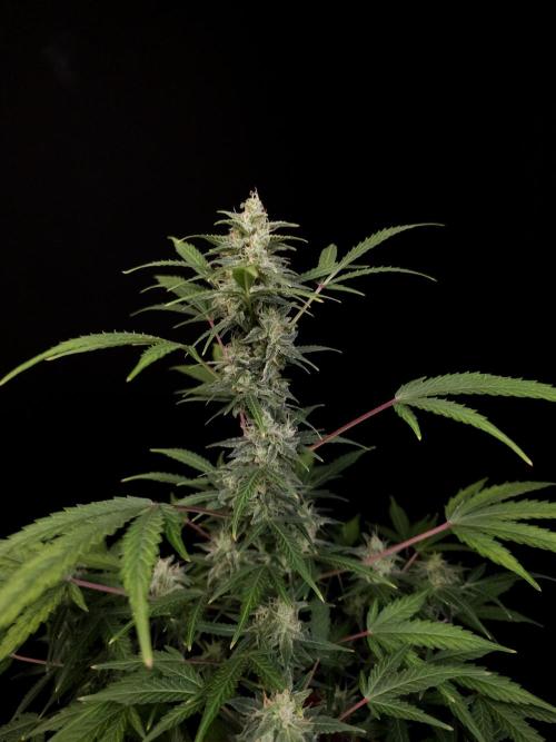 White Widow 2. Week 4