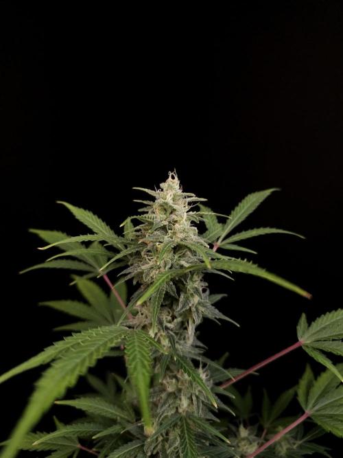White Widow 2. Week 4