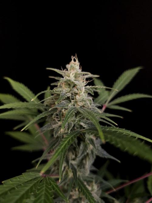 White Widow 2. Week 4