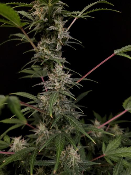 White Widow 2. Week 4