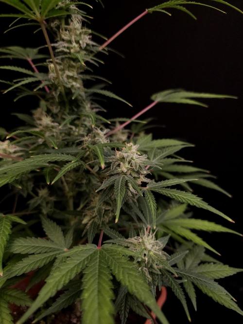 White Widow 2. Week 4