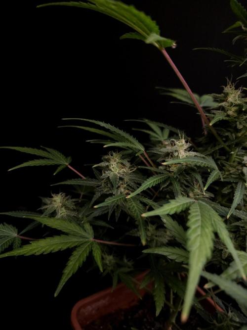 White Widow 2. Week 4