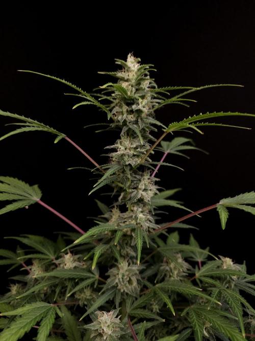 White Widow 2. Week 4