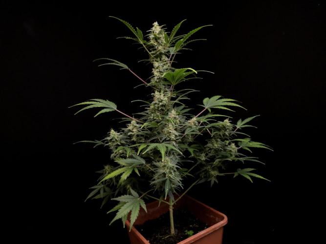 White Widow 2. Week 5