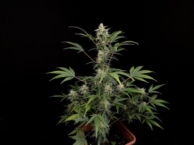 White Widow 2. Week 5