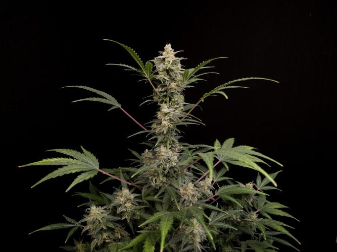 White Widow 2. Week 5