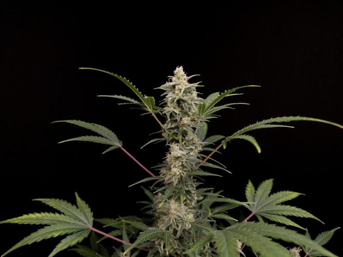 White Widow 2. Week 5