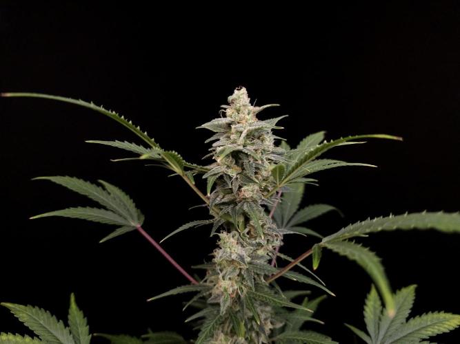 White Widow 2. Week 5