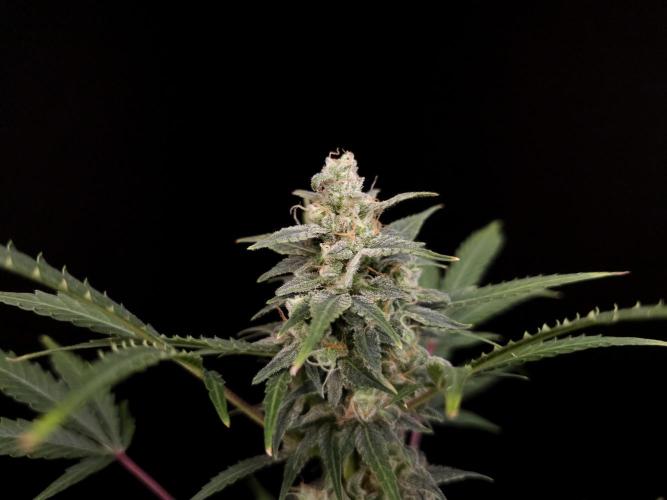 White Widow 2. Week 5