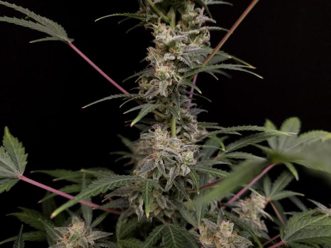 White Widow 2. Week 5