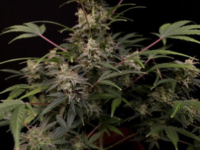 White Widow 2. Week 5