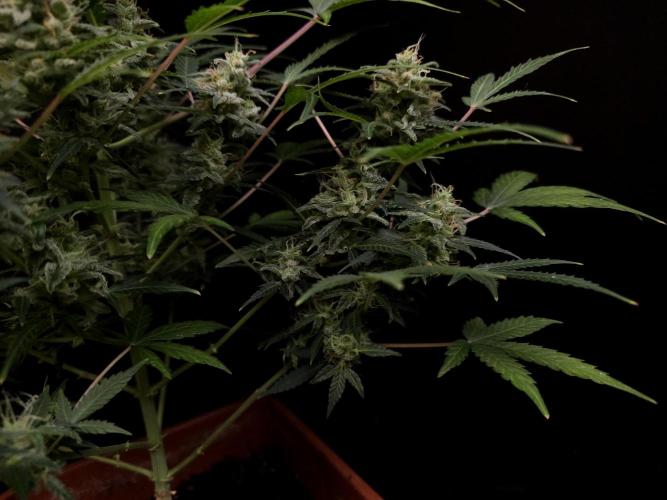 White Widow 2. Week 5