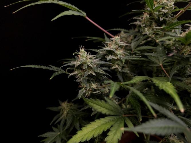 White Widow 2. Week 5